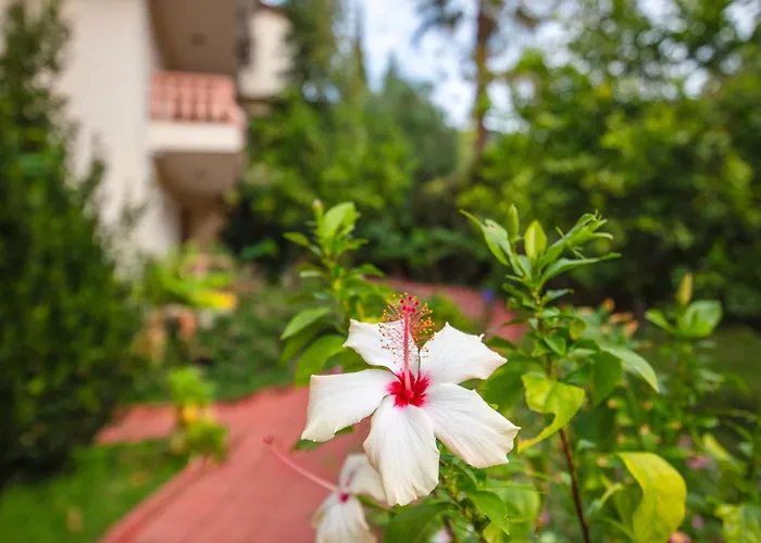 Turquoise 4* Олудениз